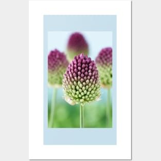 Allium sphaerocephalon   AGM  Round-headed garlic  Round-headed leek Posters and Art